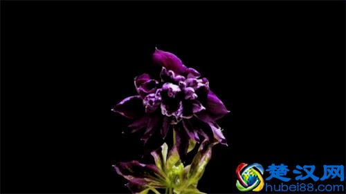 空谷幽兰，孤独也芬芳