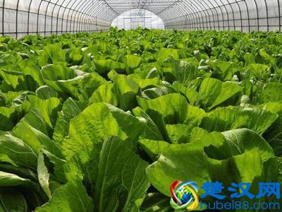 史上最全，终于搞清楚了绿色食品，无公害食品，有机食品了！