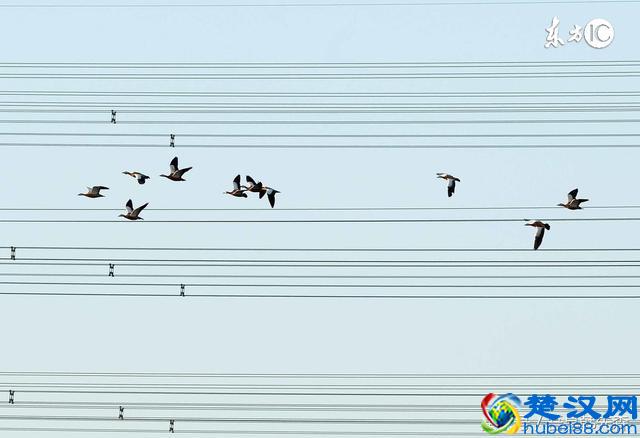 冬天的大雁为什么要往南飞！