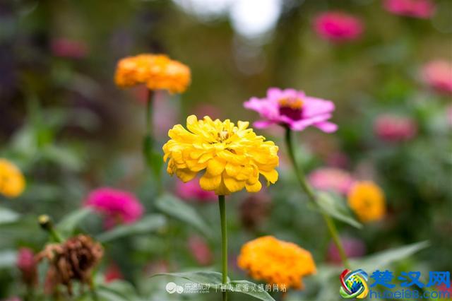 关门山，一片枫叶映红了一个秋季