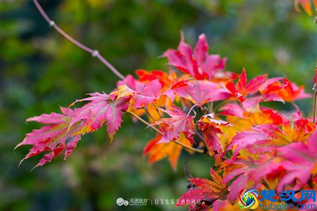 关门山，一片枫叶映红了一个秋季