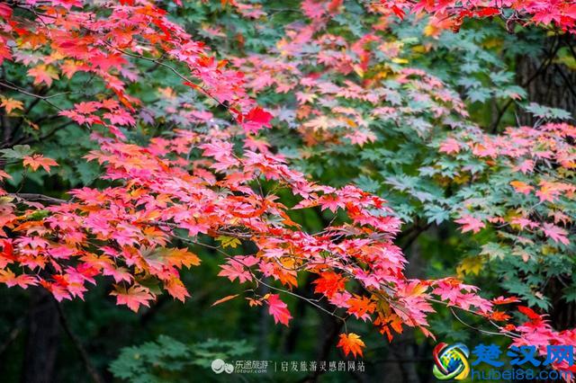 关门山，一片枫叶映红了一个秋季