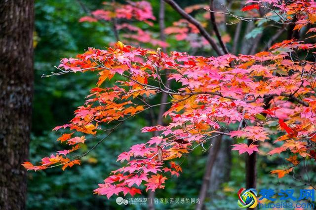 关门山，一片枫叶映红了一个秋季