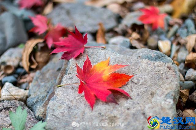 关门山，一片枫叶映红了一个秋季