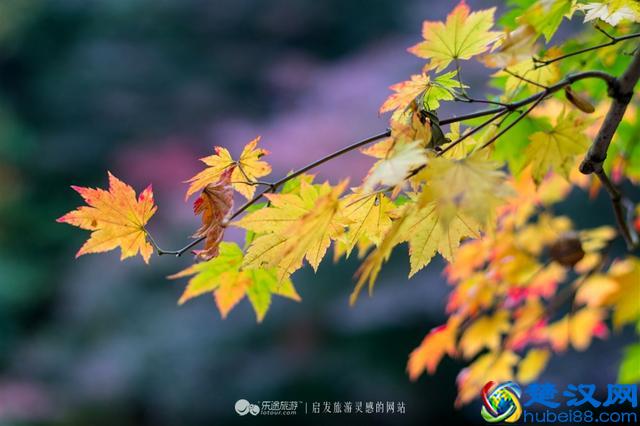 关门山，一片枫叶映红了一个秋季