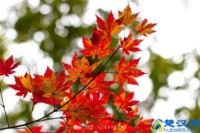 关门山，一片枫叶映红了一个秋季