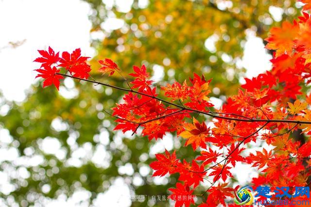 关门山，一片枫叶映红了一个秋季