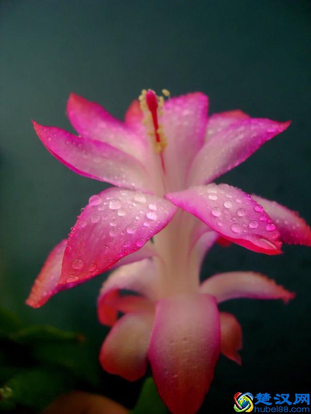 各国国花，你知道都代表什么含义吗？中国的国花呢？