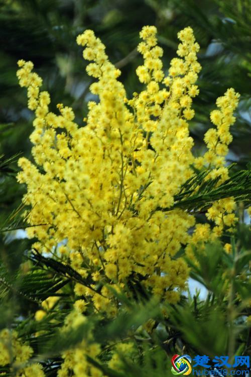 各国国花，你知道都代表什么含义吗？中国的国花呢？