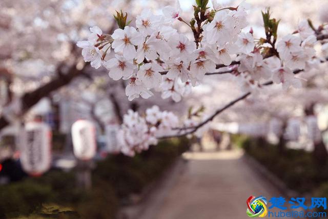 各国国花，你知道都代表什么含义吗？中国的国花呢？