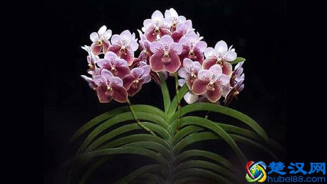 各国国花，你知道都代表什么含义吗？中国的国花呢？