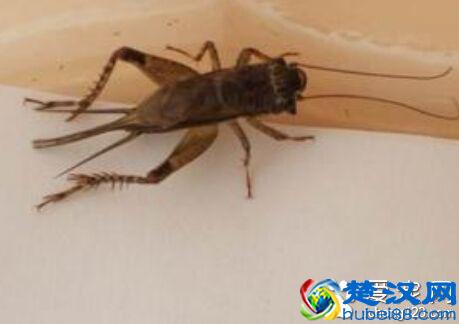 手术后吃4种食物有助于伤口愈合