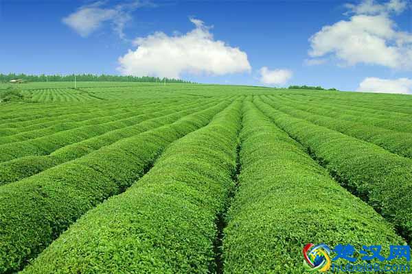 什么叫生态农业?我们离生态农业究竟有多远