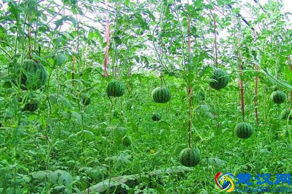 什么叫生态农业?我们离生态农业究竟有多远