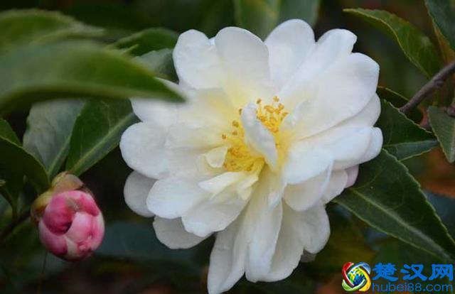 山茶花什么时候开花 山茶花开花后怎么养护