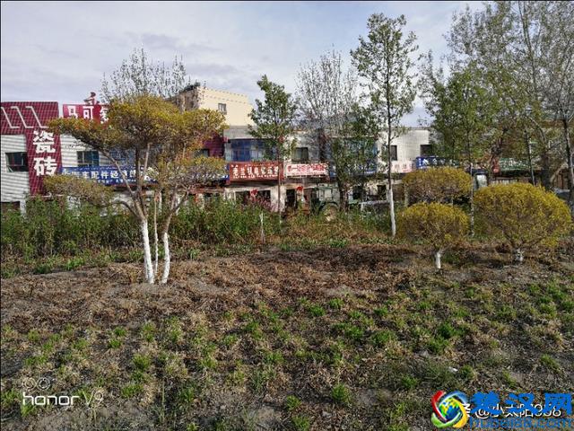 已是4月的下旬，姗姗来迟的新疆春天，仍在寒风中瑟瑟发抖。