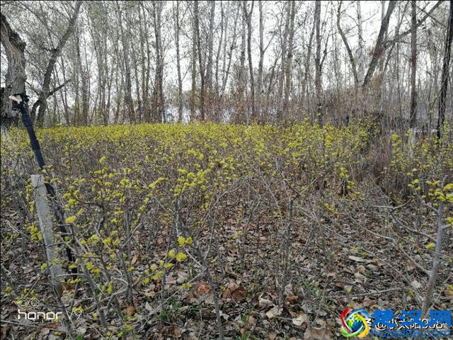 已是4月的下旬，姗姗来迟的新疆春天，仍在寒风中瑟瑟发抖。