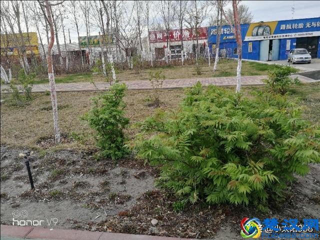 已是4月的下旬，姗姗来迟的新疆春天，仍在寒风中瑟瑟发抖。