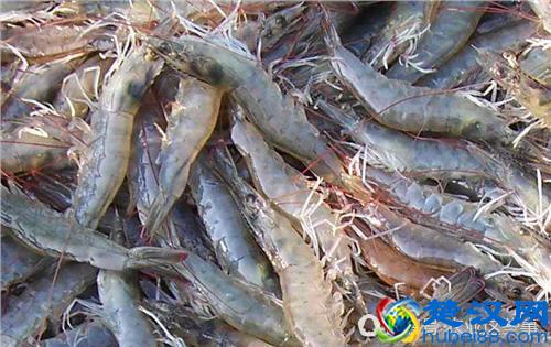 在农业养殖中，你知道对虾的呼吸器官是什么吗？