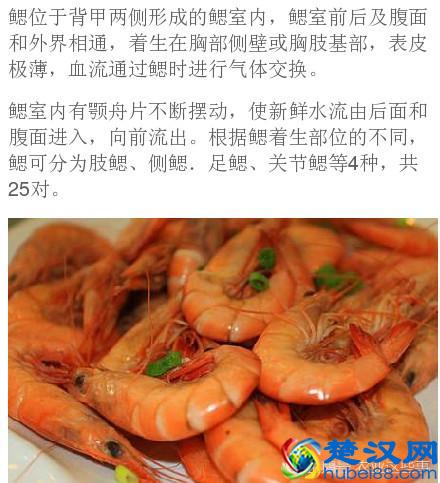 在农业养殖中，你知道对虾的呼吸器官是什么吗？