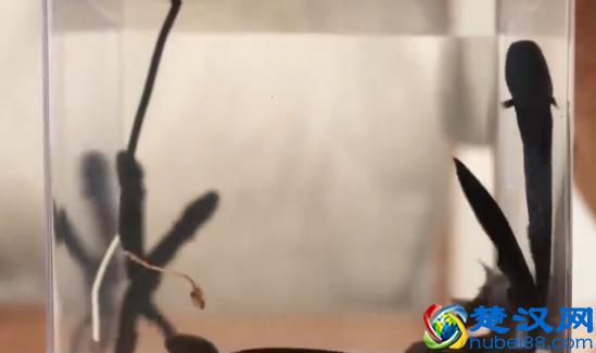 胃部胀气太难受，吃这些，轻松告别胃胀气！