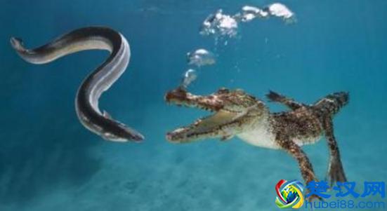 电鳗在水里放电，那么为何自己不会被电，它们到底怕不怕电？