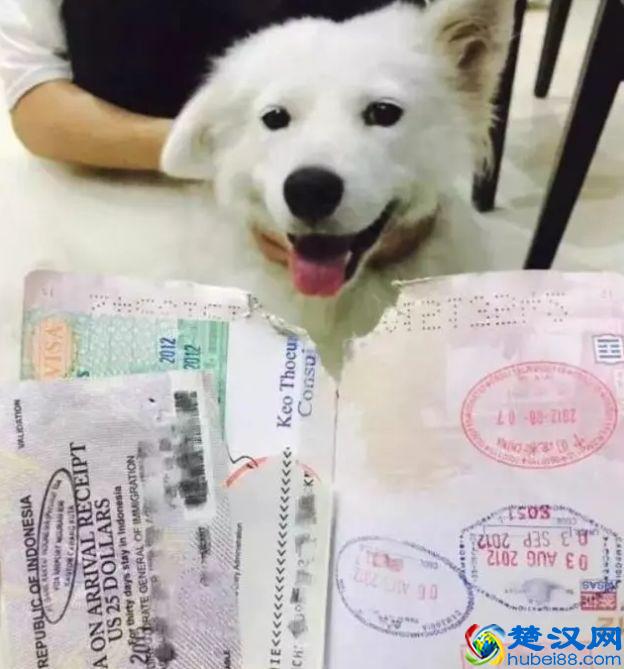 出境必备，签证、护照知识，这些你真的懂吗？（建议收藏）