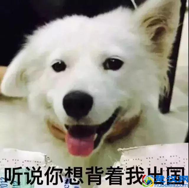 出境必备，签证、护照知识，这些你真的懂吗？（建议收藏）