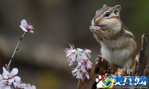 松鼠的尾巴为什么那么大 松鼠尾巴大的用途