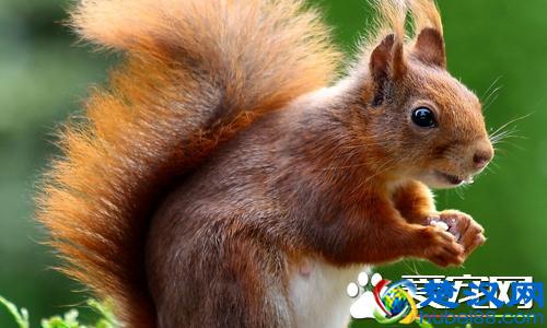 松鼠的尾巴为什么那么大 松鼠尾巴大的用途