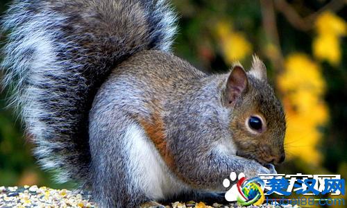 松鼠的尾巴为什么那么大 松鼠尾巴大的用途
