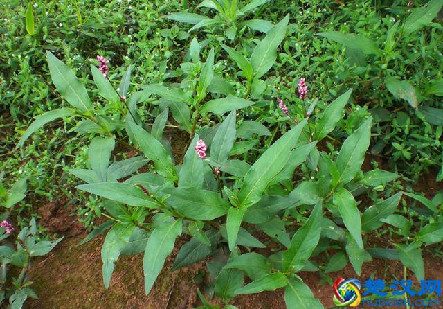 成语“如火如荼”中，“荼”是什么意思，为什么不读作茶？