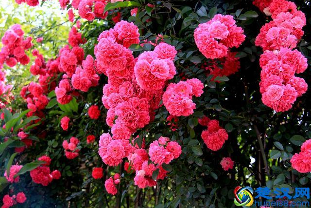 成语“如火如荼”中，“荼”是什么意思，为什么不读作茶？