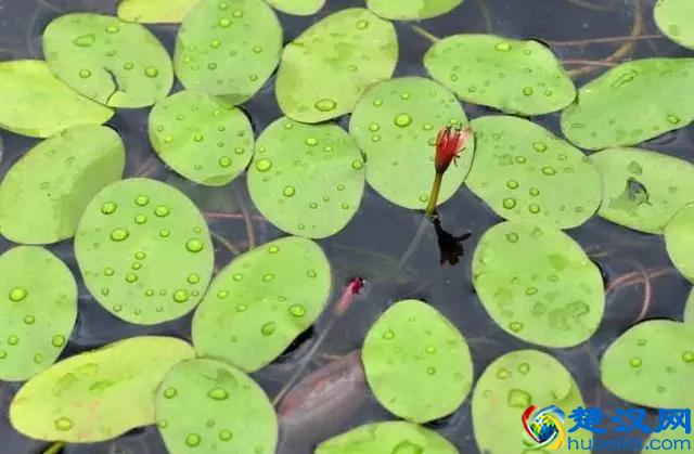 成语“如火如荼”中，“荼”是什么意思，为什么不读作茶？