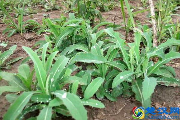 成语“如火如荼”中，“荼”是什么意思，为什么不读作茶？