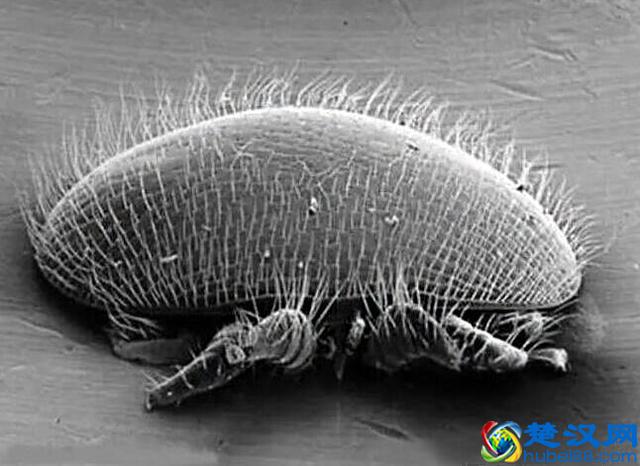 脸上有螨虫的人，要记住4个“天然除螨法”，把螨虫一点一点扼杀