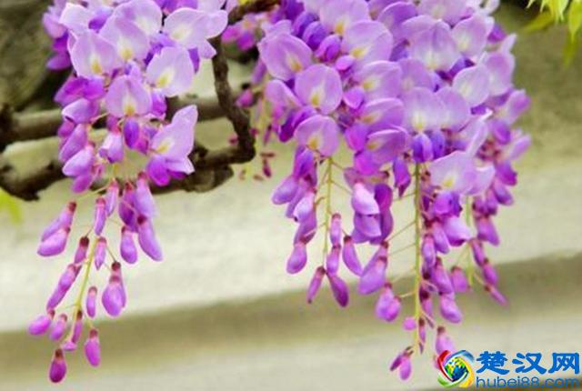 真正地放下，是心如止水