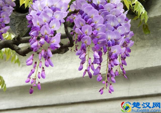 真正地放下，是心如止水