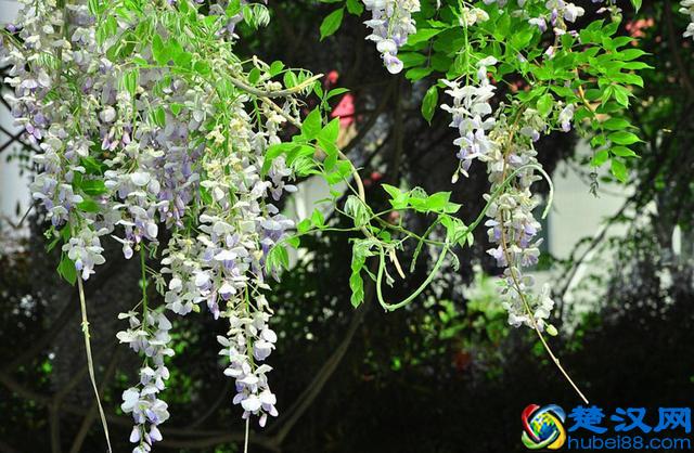 真正地放下，是心如止水