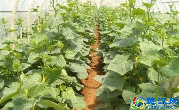 米醋含有哪些成分？黄瓜喷施米醋有什么好处？