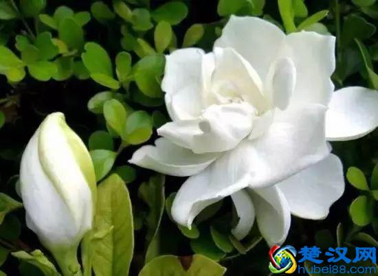 一年四季都开什么花？快来看看吧，春夏秋天每天都开花！