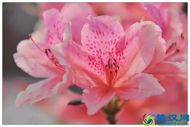 一年四季都开什么花？快来看看吧，春夏秋天每天都开花！