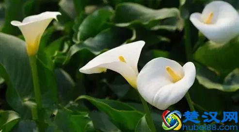 一年四季都开什么花？快来看看吧，春夏秋天每天都开花！