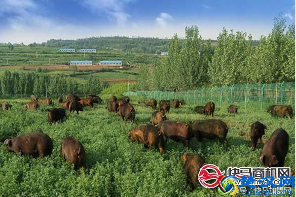 养殖业难？选对这些养殖项目助你轻松赚钱！