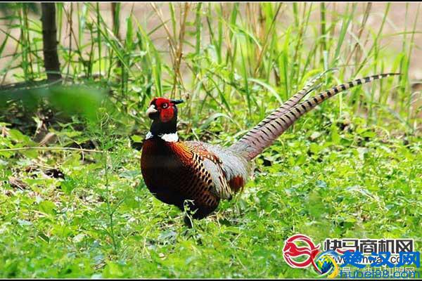 养殖业难？选对这些养殖项目助你轻松赚钱！