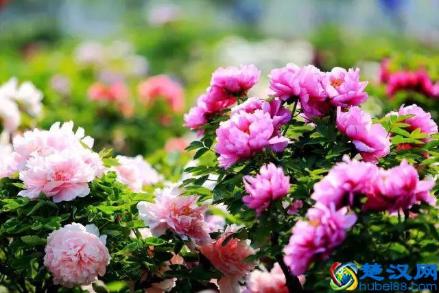 一年四季都开什么花？快来看看吧，春夏秋天每天都开花！