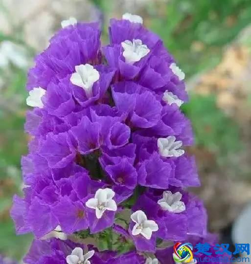 一年四季都开什么花？快来看看吧，春夏秋天每天都开花！