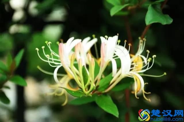 一年四季都开什么花？快来看看吧，春夏秋天每天都开花！