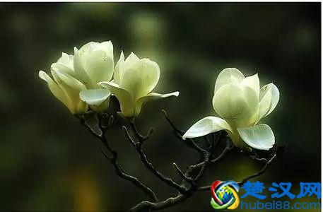 一年四季都开什么花？快来看看吧，春夏秋天每天都开花！