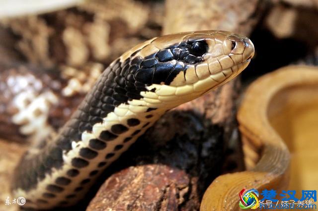 农村这些东西这么赚钱,农民你敢去养吗?